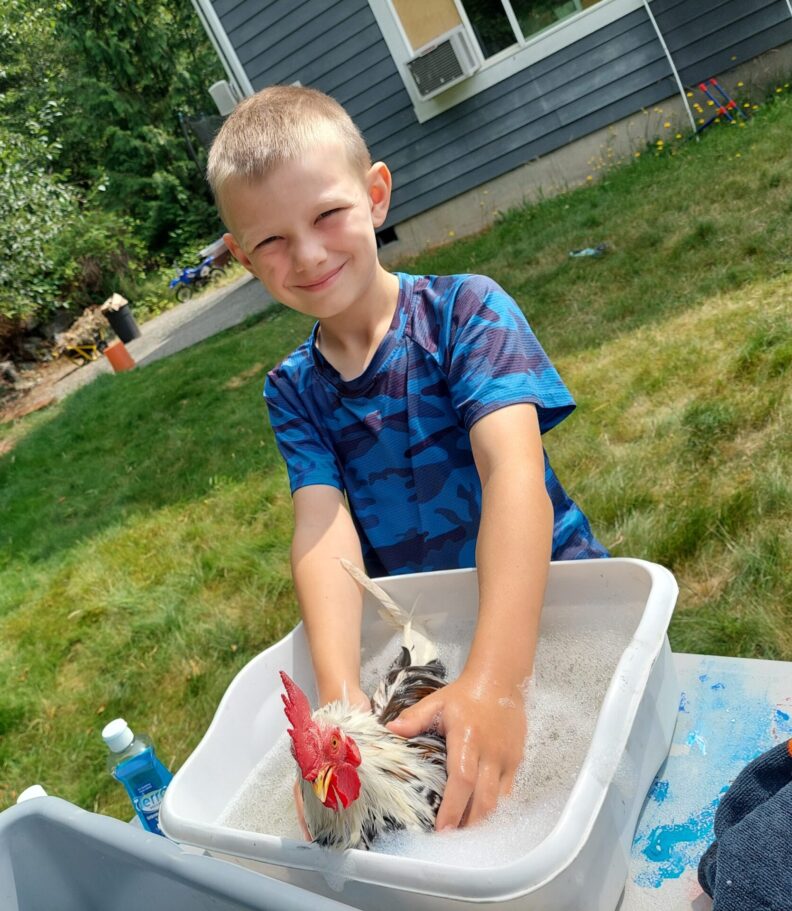 Skagit Valley Boots & Buckles 4-H cloverbud Holden prepares for fair by washing his serama named Squeakers. They are the smallest breed of chicken in the world!