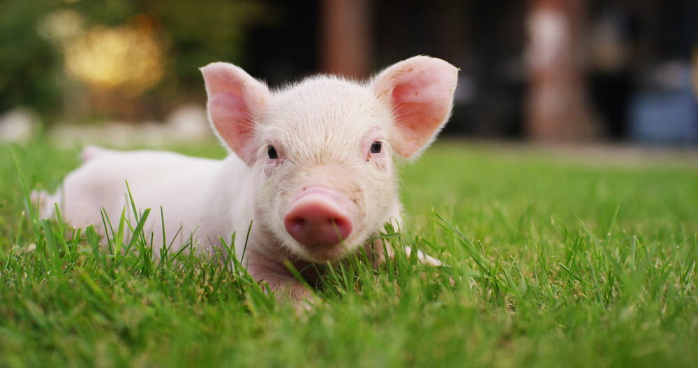 Baby pig laying in the grass.