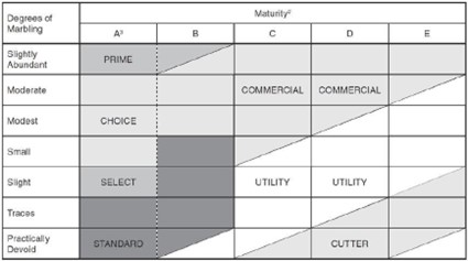 The relationship between maturity and degree of marbling in determination of USDA Quality Grade.
