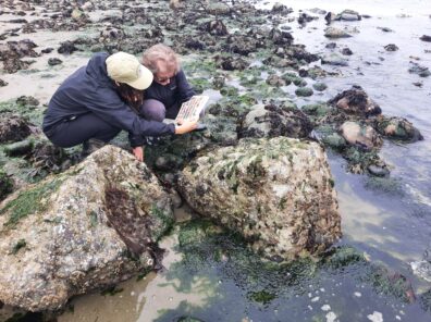 Two people review an identification book at low tide to learn about sealife in intertidal zones.