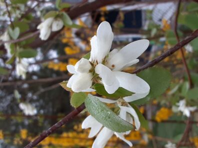 service berry flower