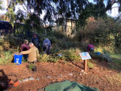 Volunteers working in a rain garden