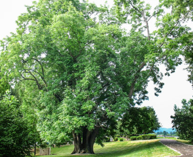 Black Walnut Tree (entire tree)