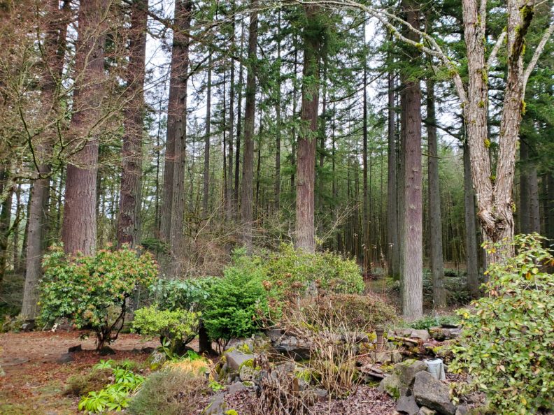 Douglas fir grove