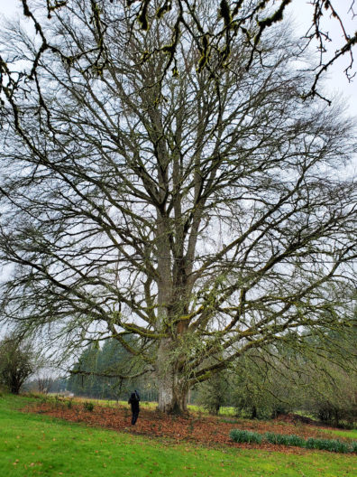 European Beech tree with person in foreground for scale