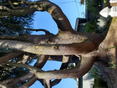 Deodar Cedar tree base with huge upwardly arching branches