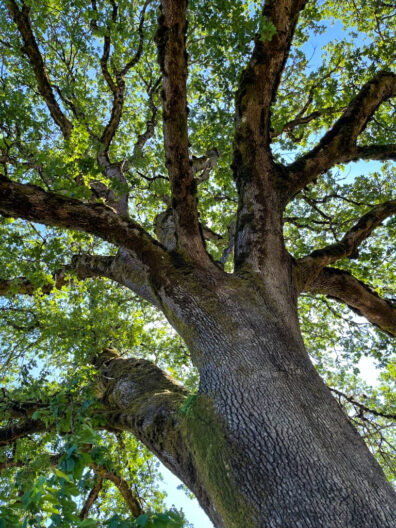 Oregon White Oak looking up from trunk into canopy