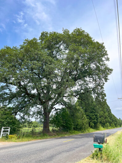Oregon White Oak tree