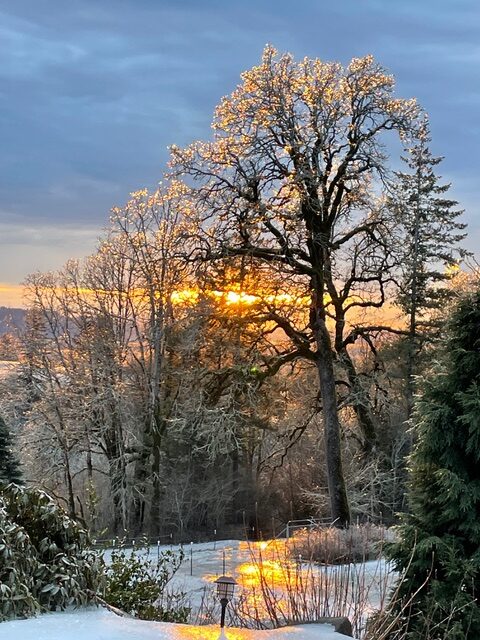 Oregon White Oak – Garry Oak