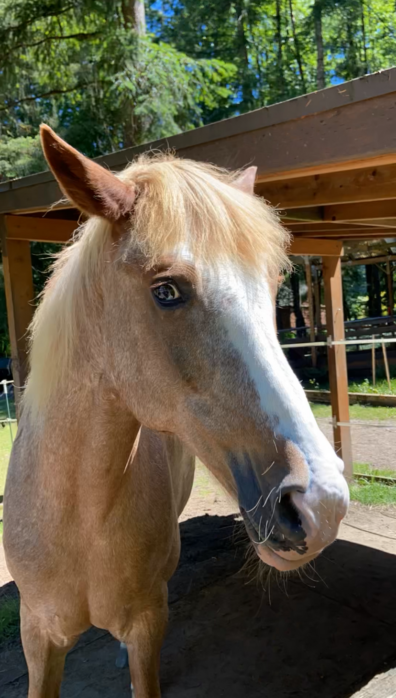 Close up of curious blonde and white horse