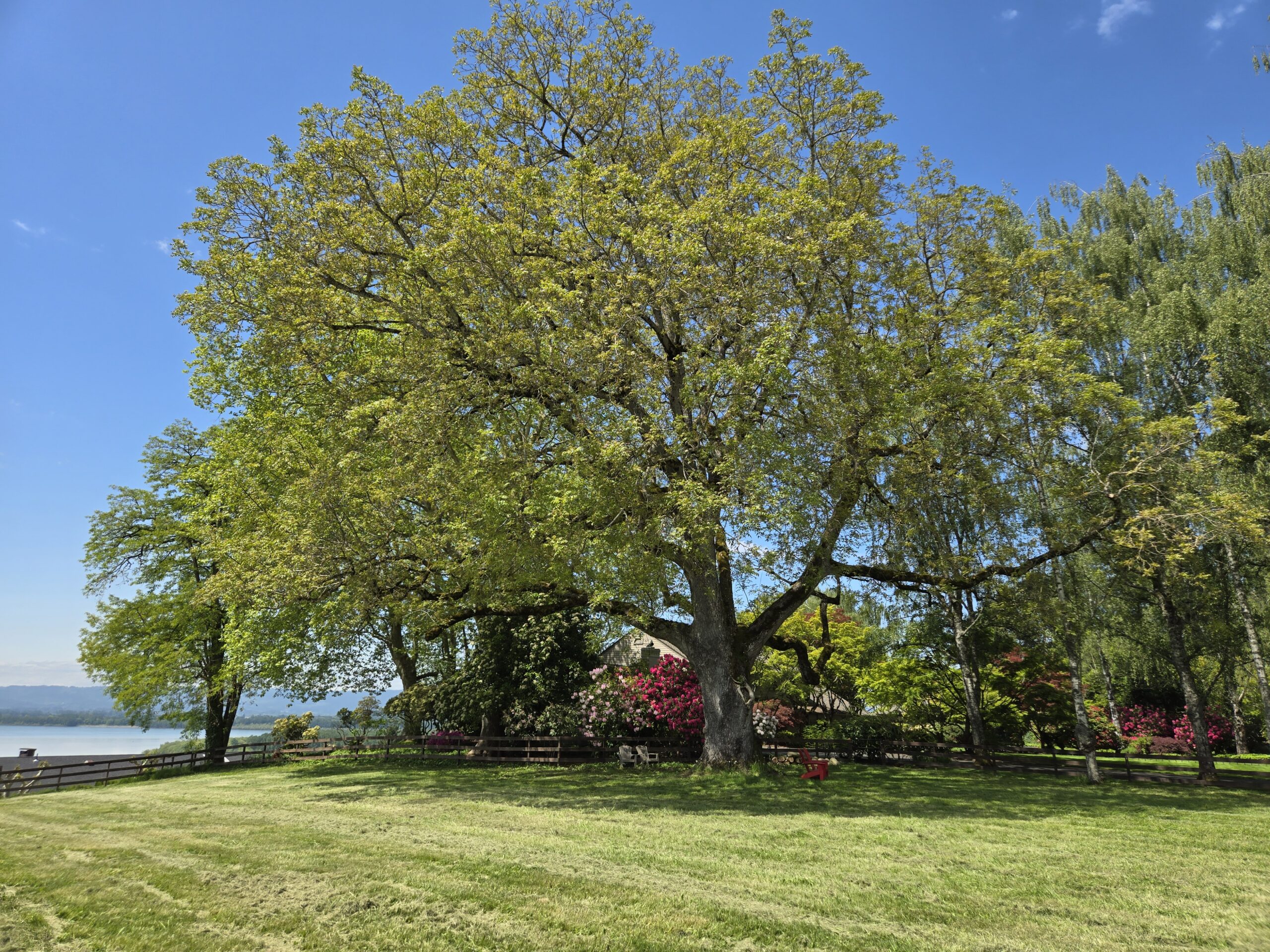 A (Very) Brief History of NYC Espresso - La Marzocco Home, image size:2560x1920