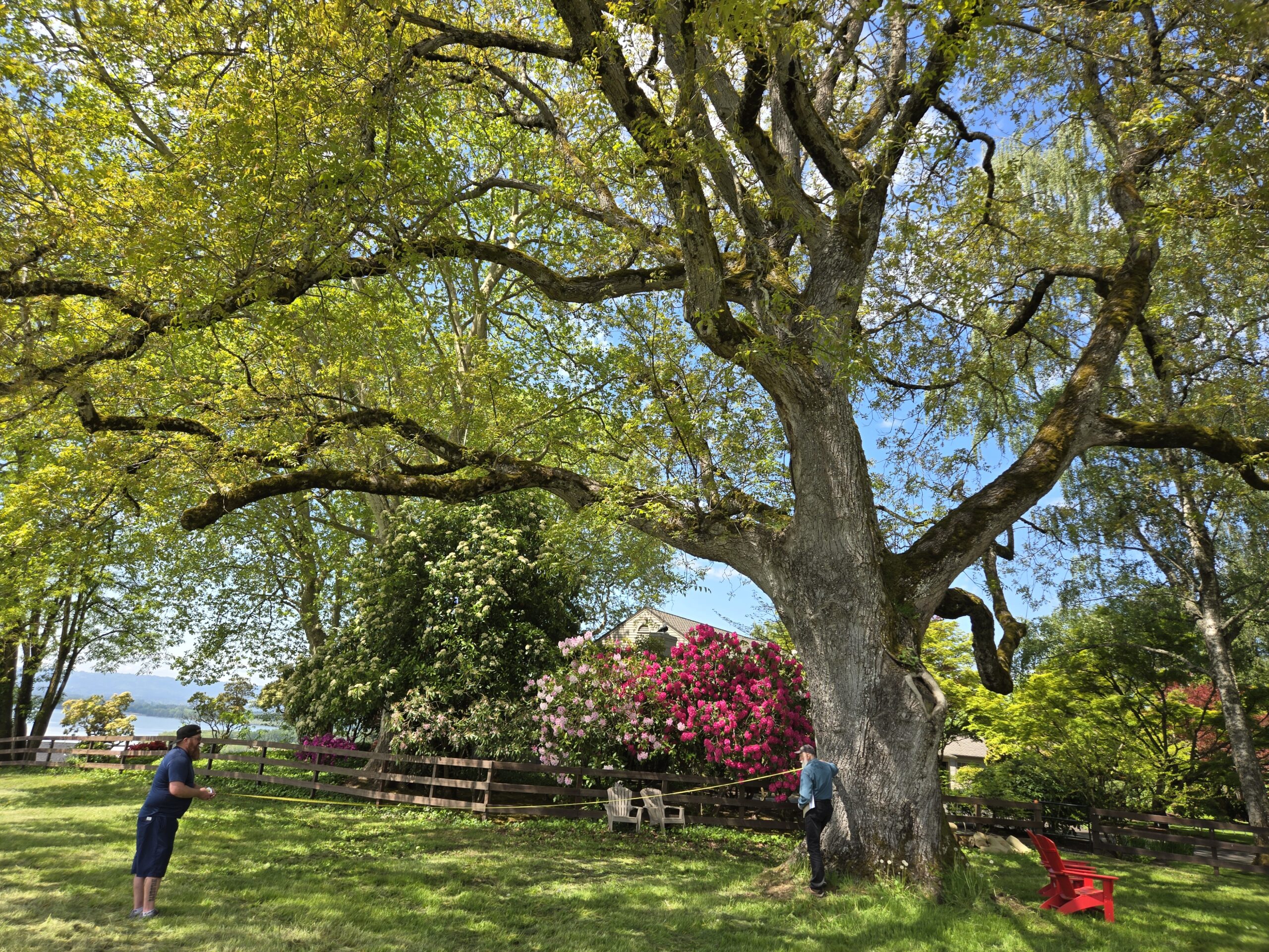 Black walnut tree trunk