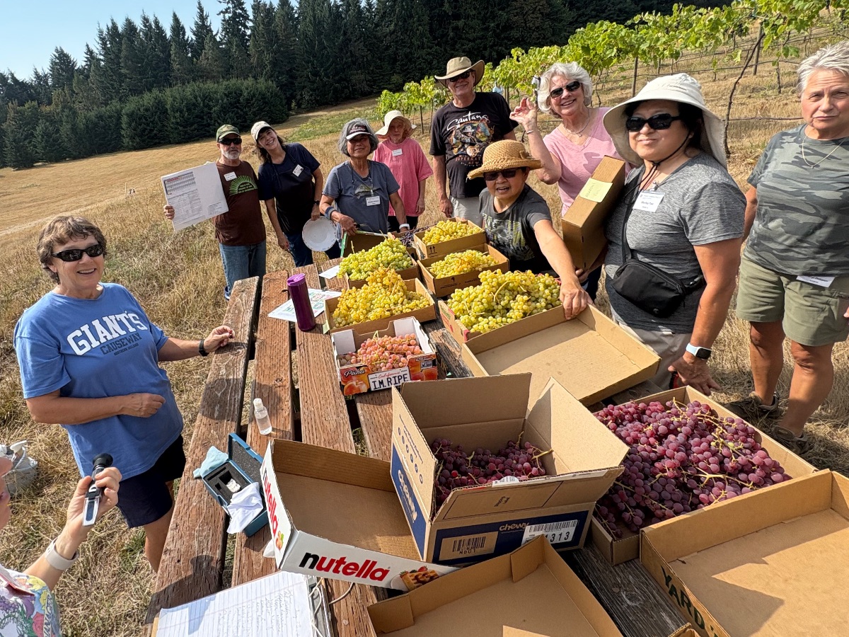 About 10 women and men cluster around an outdoor table nearly covered with boxes of harvested grapes, both red and yellow varieties.