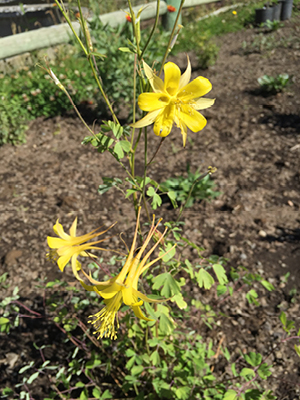 flowering golden columbine plant
