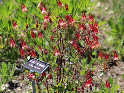 red flowers of desert columbine plant