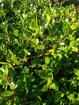 bushy plant with small shiny leaves