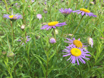 light purple flower with yellow center, green stems
