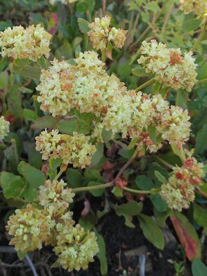 Yellow flower clusters on lime green stems