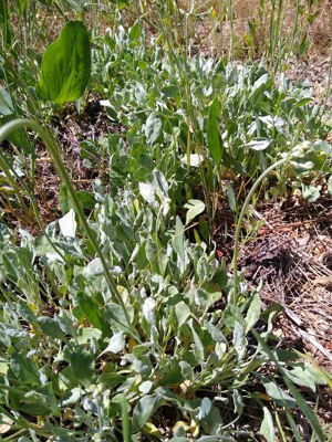 whiteish-green leaves, small bushy plants