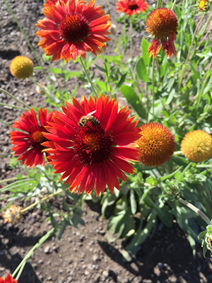 Red-range flower with yellow buds on green stems