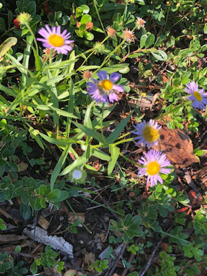 Light purple flower with yellow center in a garden. 
