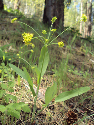 Skinny stem plant with long thin leaves and yellow flower.