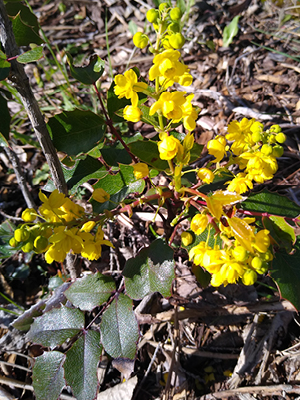 A plant with yellow flowers and dark leaves.