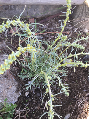 Plant with silvery green stems.