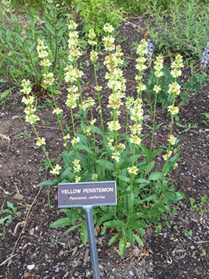 Tall green plant with light yellow flowers along a stem.