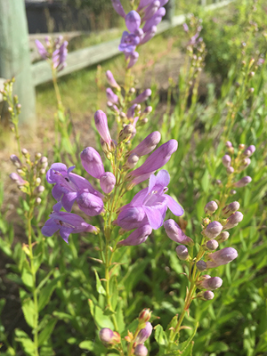Purple pink flower on green leafy stem.
