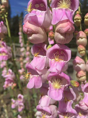 Pink tube like flowers on tall stalky stems. 
