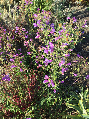 Purplish tube lower on long stems.