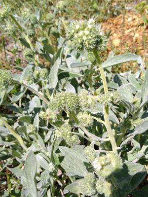 Soft whitish green leaved plant.