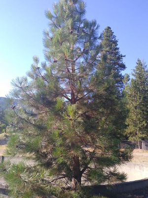 Tall pine tree.