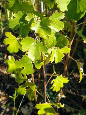 Wide green leaves on a branch.