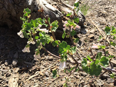 Small shrub with green leaves and white tube flowers.