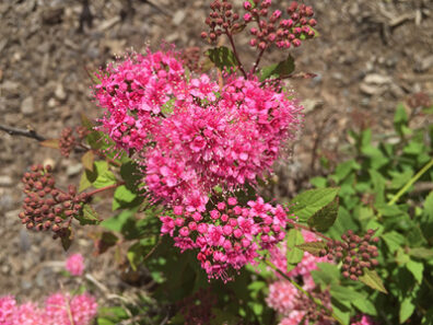 Bright pink flower cluster with pointy green leaves.