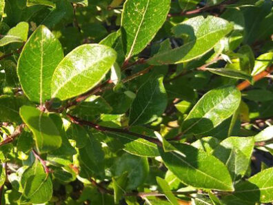 A branch of waxy bright green leaves.