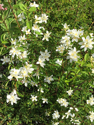 Shrub with green leaves and white flowers