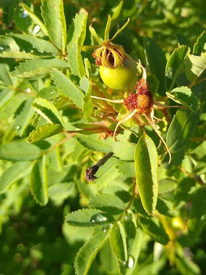 Light green long skinny leaves. 