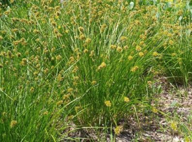 tall grass plants