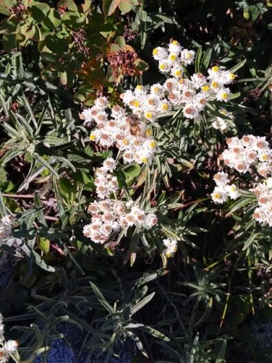 white and yellow flowers with green foliage