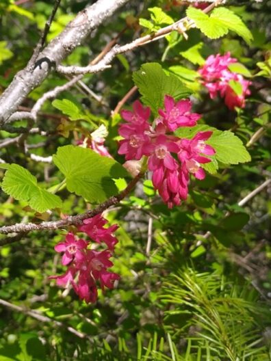 branch with vibrant pink flowers and green leaves