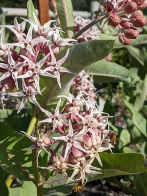 light pink flower with green leaves