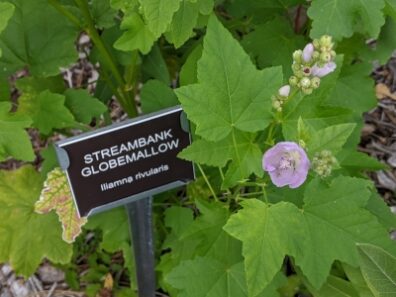 pink flowers and buds with green leaves