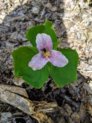 flower fading from white to pink with green leaves