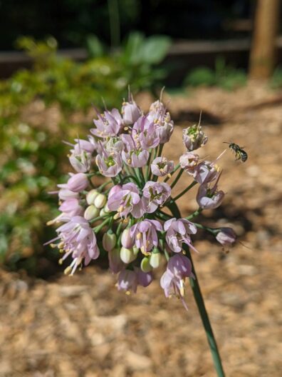 light pink flowers with hovering bee