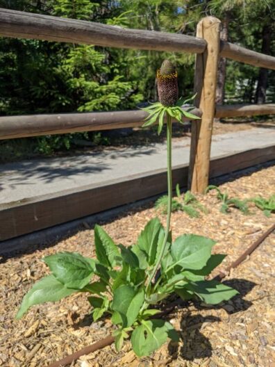 chocolate colored brown cone on a stalk emerging from green foliage