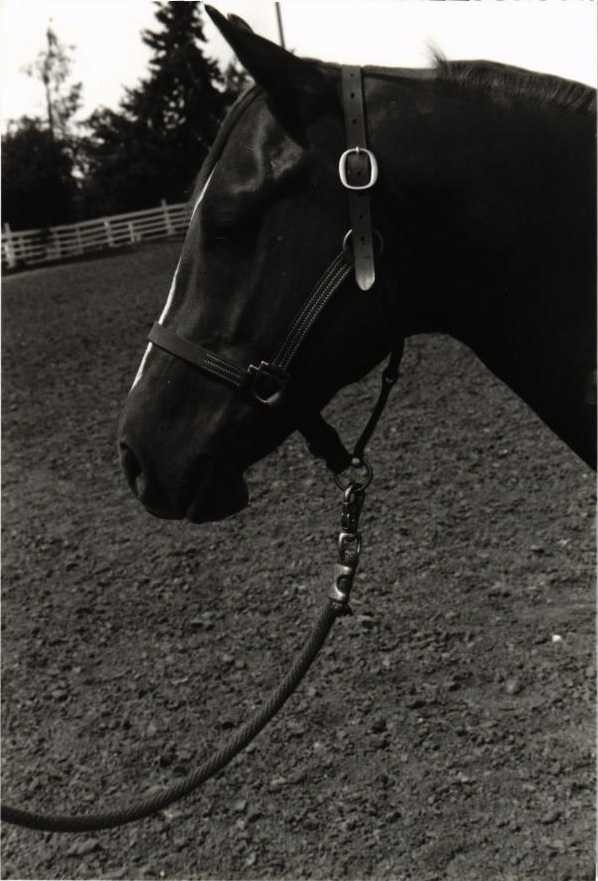 A picture in black and white of a horse's head.