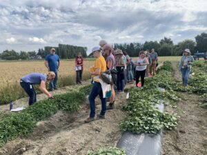 Farmers in Sweetpotato field